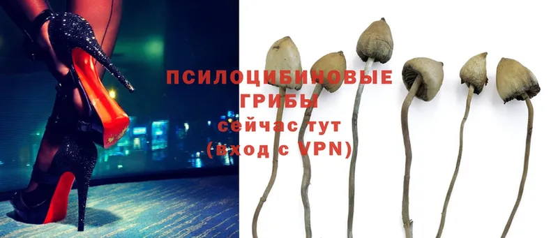 Псилоцибиновые грибы MAGIC MUSHROOMS  где купить наркоту  мориарти Telegram  Бор 